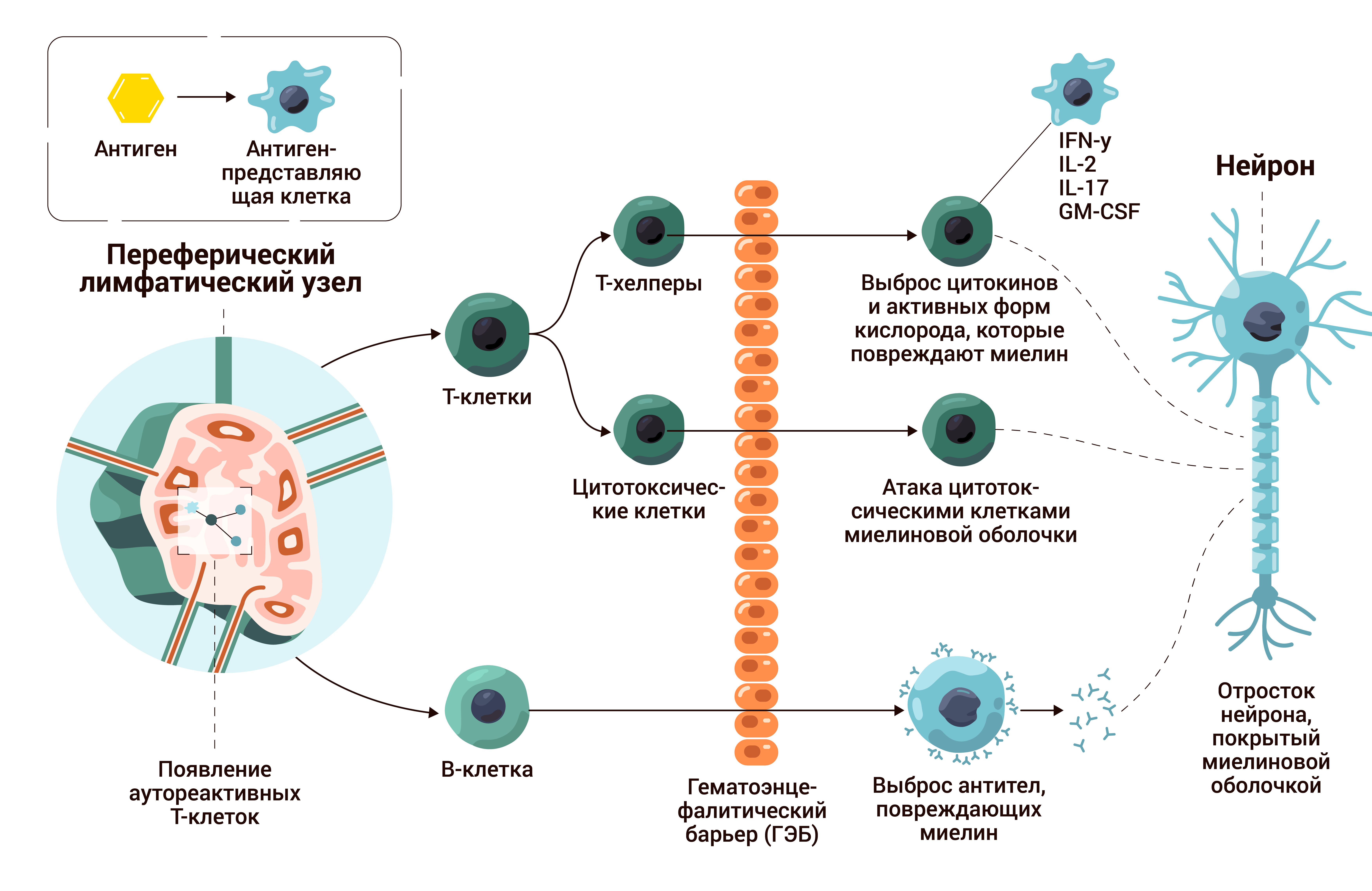 Звенья иммунитета. Т-хелперы рисунок. Терапия рассеянного склероза 1 линия и вторая линия. Цитотоксические т клетки