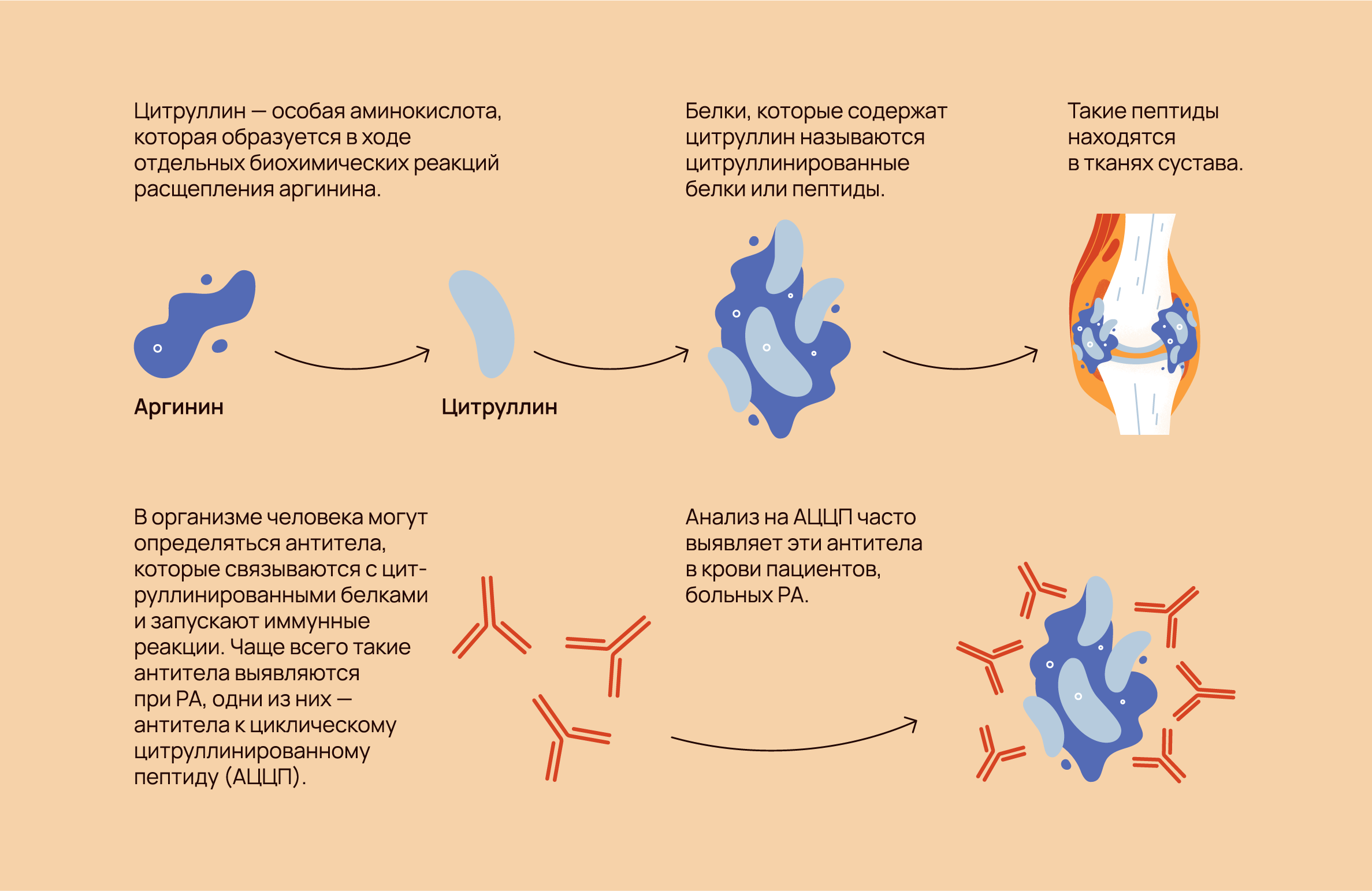 Ревматоидный фактор | Инстамед