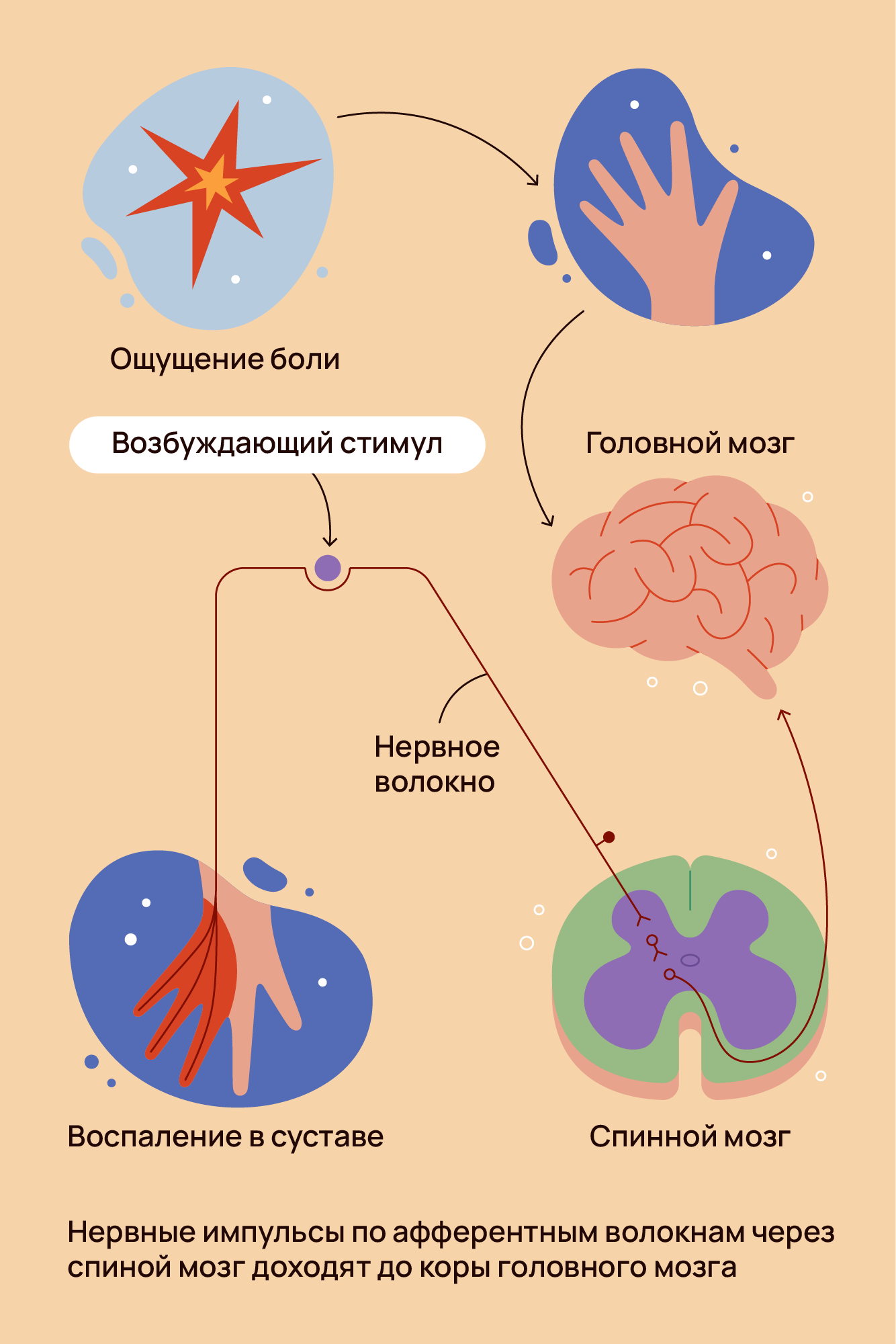 11 эрогенных зон женщины, о которых должен знать каждый мужчина